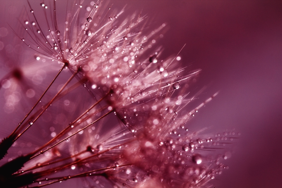 Water nature branch blossom