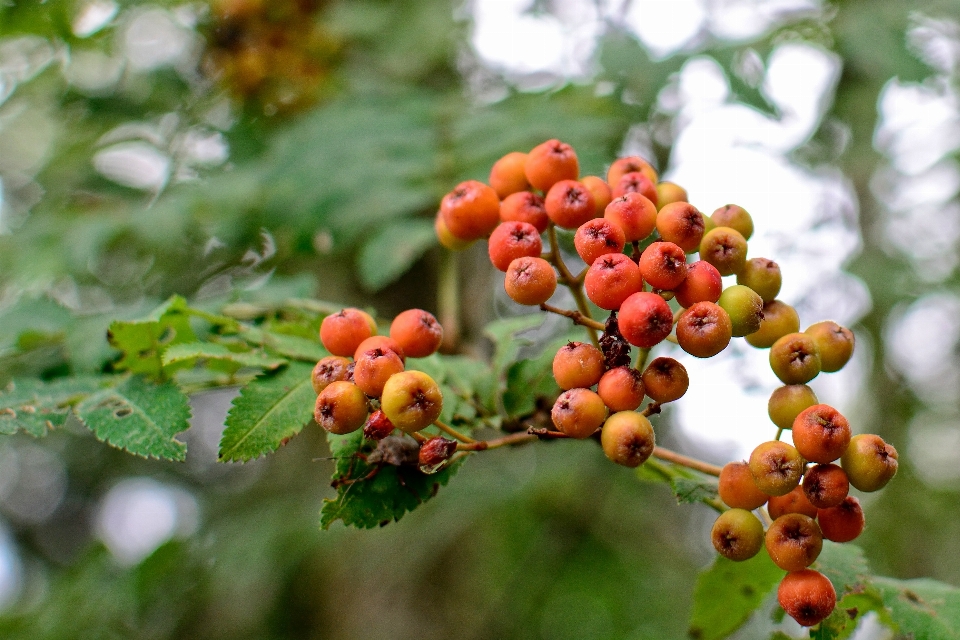 Tree nature branch plant