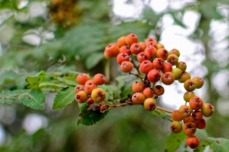 Foto Pohon alam cabang tanaman