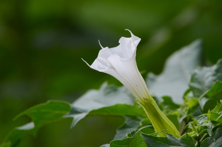 Nature plant white leaf Photo