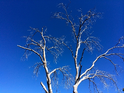 Tree nature forest grass Photo