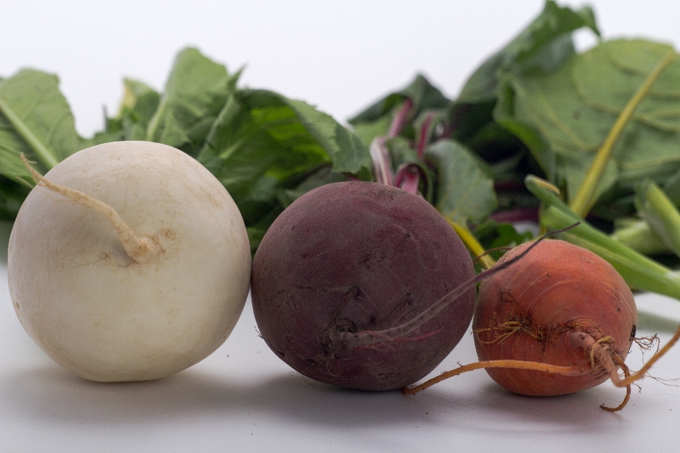 Essen produzieren gemüse rettich