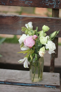 Blossom plant flower vase Photo