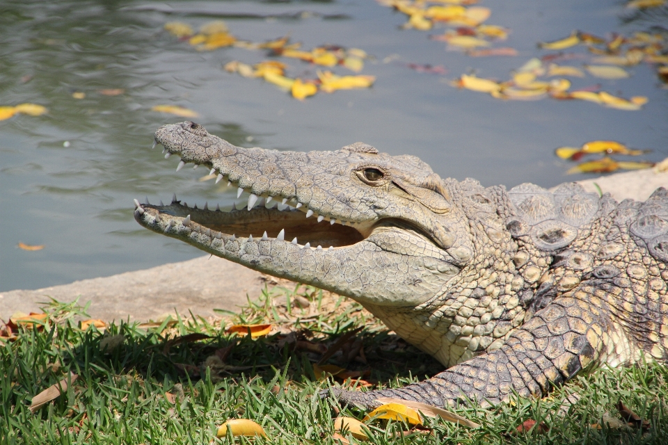 Water nature leather animal