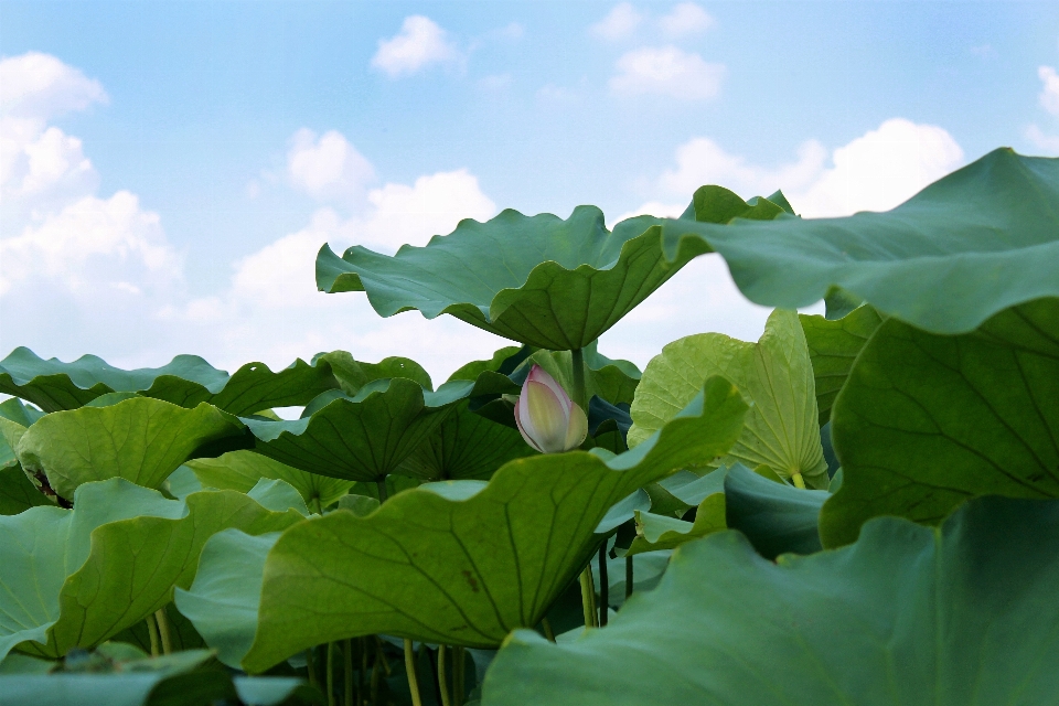 自然 アウトドア 花 植物