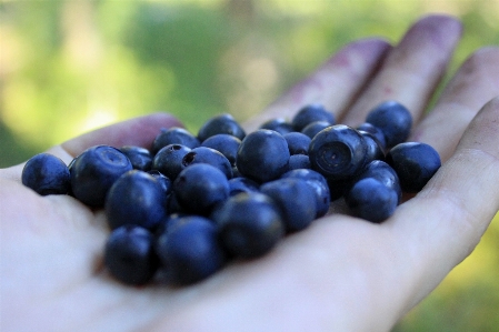 Plant grape fruit berry Photo