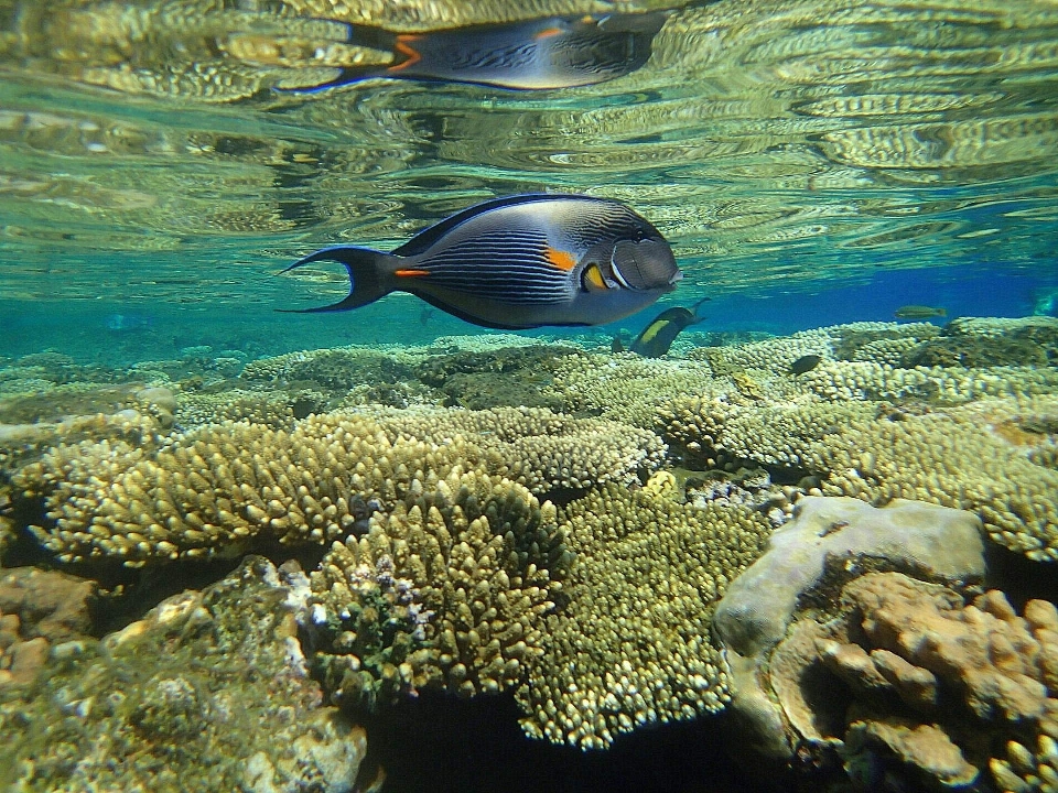 Spiaggia mare oceano sole