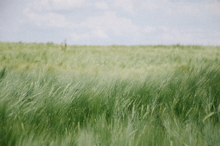 Landscape nature grass outdoor Photo