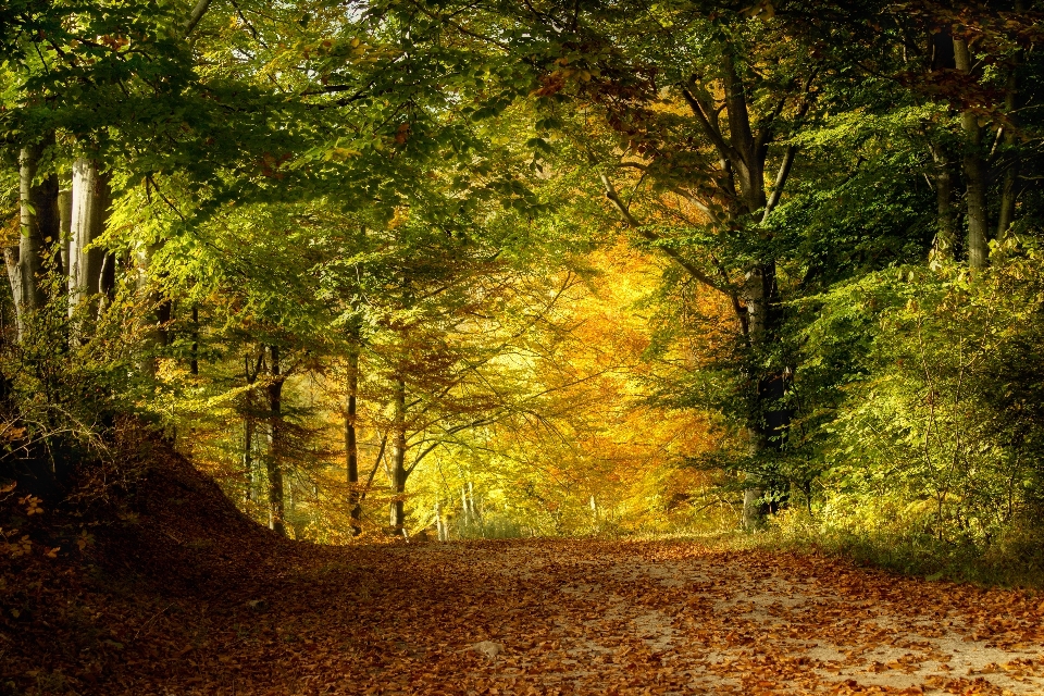 Paisaje árbol naturaleza bosque