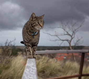 アウトドア 猫 哺乳類 fauna 写真