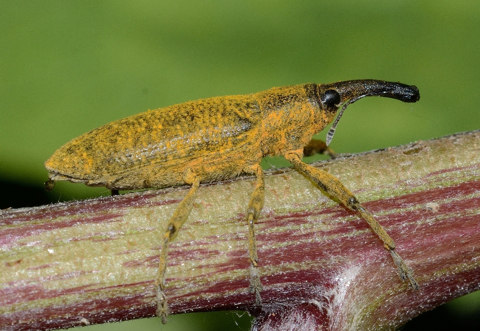 Nature wildlife insect macro