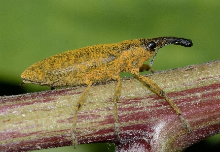 Nature wildlife insect macro Photo