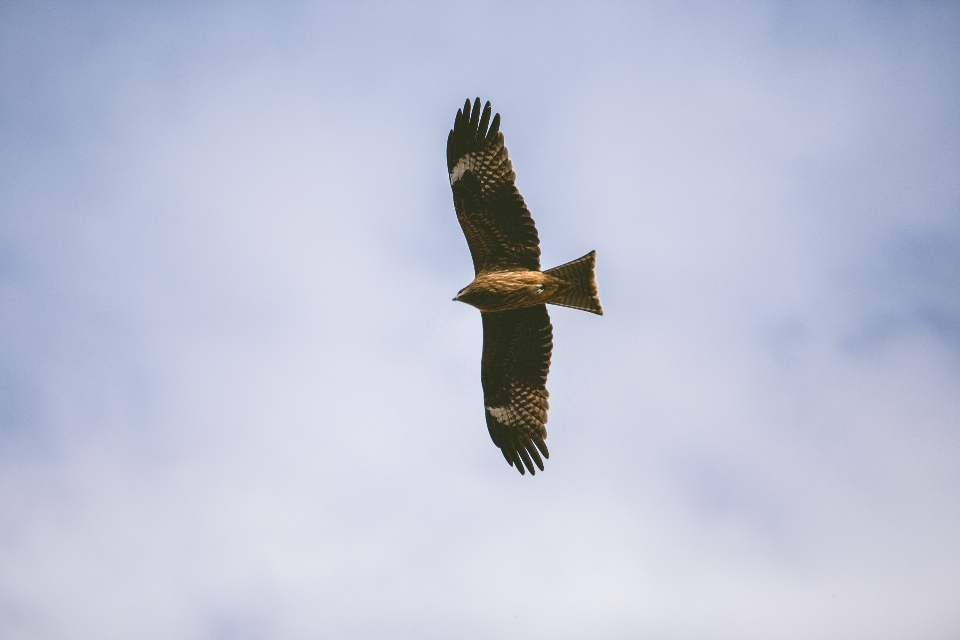 Nature oiseau aile ciel