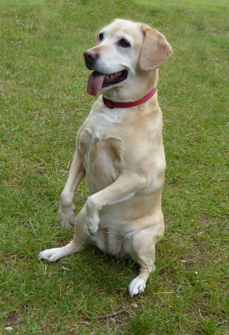 Chien animal de compagnie mammifère jaune