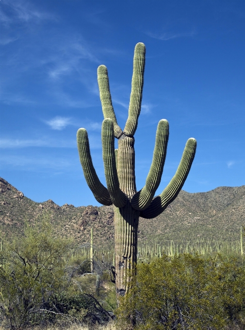 Paesaggio cactus
 pianta campo