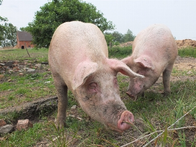 Farm dirt pasture grazing Photo