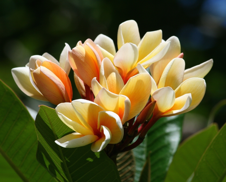 Fiore pianta bianco foglia