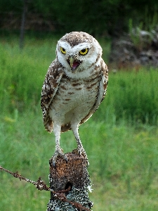 自然 鳥 ピーク 動物 写真