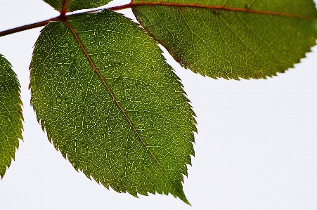 木 自然 ブランチ 植物 写真