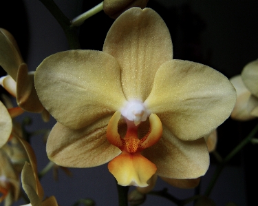 Foto Planta flor pétalo botánica
