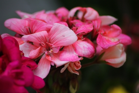 Blossom plant photography leaf Photo