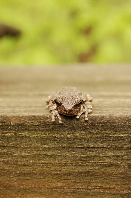 Natura legna piovere foglia