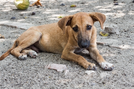 Puppy dog canine mammal Photo