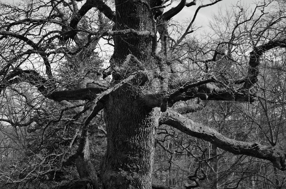 Tree nature forest branch