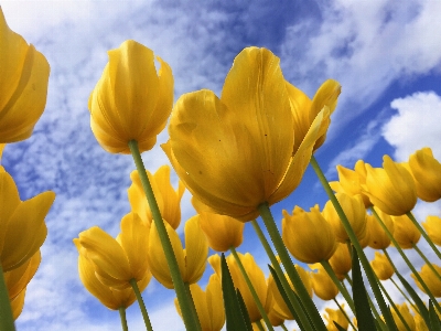 Nature blossom plant sky Photo