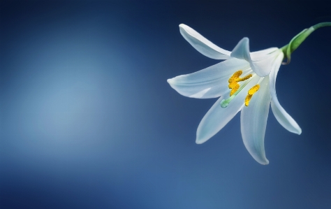 Nature blossom plant white Photo