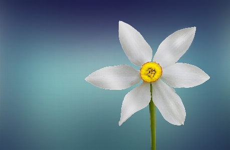 Nature blossom plant white Photo