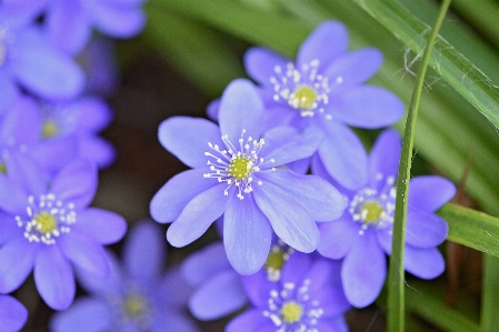 自然 开花 植物 花 照片