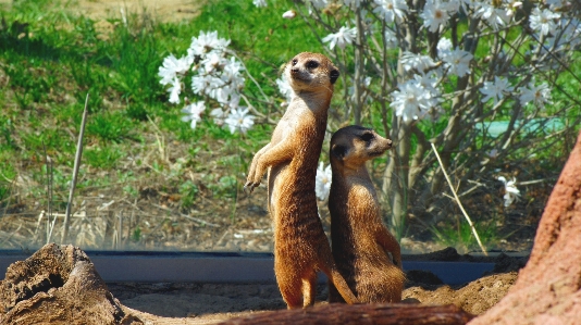 荒野 かわいい 野生動物 立っている 写真