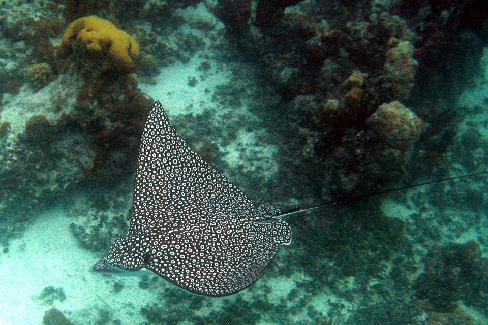 Woda ocean promień podwodny