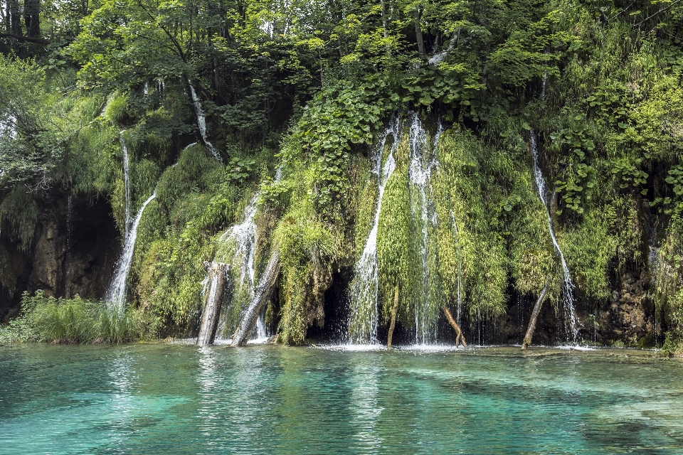 árbol agua naturaleza bosque