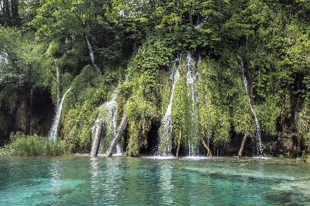 Tree water nature forest Photo