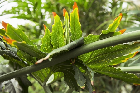 Tree nature forest branch Photo