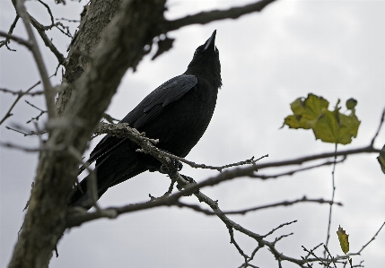 Foto Alam cabang bayangan hitam burung