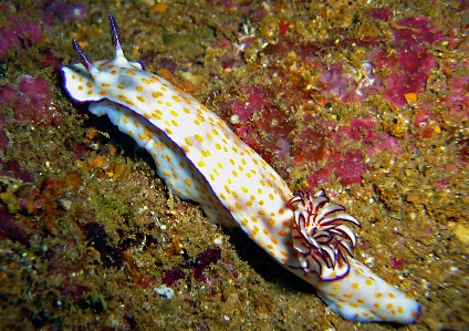 Water diving wildlife underwater Photo