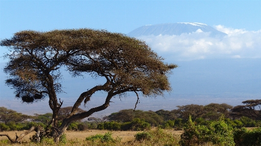 Landscape tree wilderness branch Photo