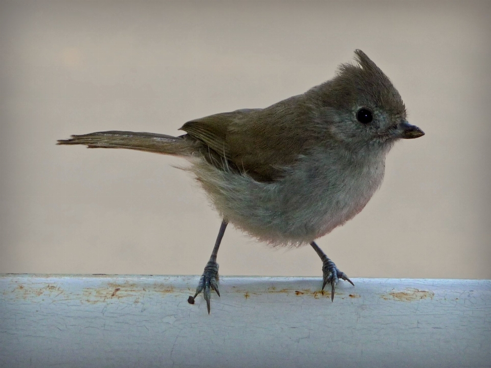 Nature bird animal cute