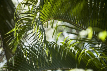 Tree nature forest grass Photo