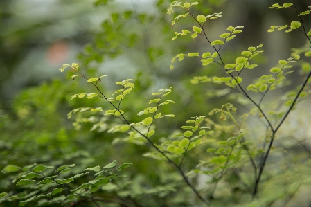 Tree nature forest grass Photo