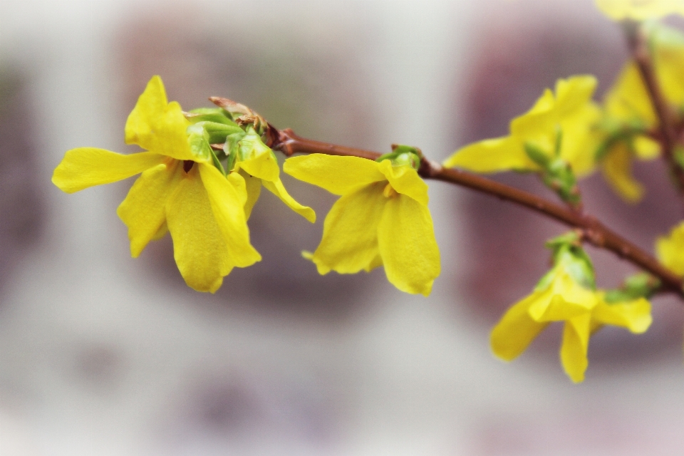 Tree nature branch blossom