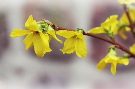 Tree nature branch blossom Photo