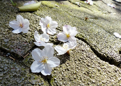 Tree nature blossom plant Photo