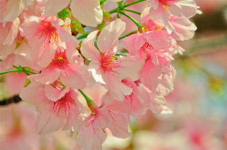 Tree branch blossom plant Photo