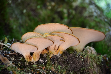 Nature forest macro autumn Photo