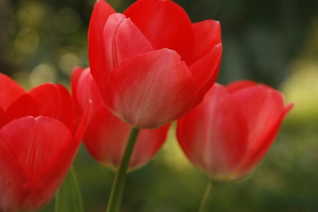 Nature blossom open plant Photo