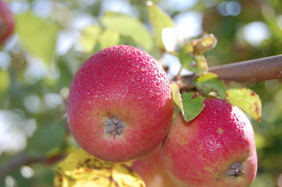 Apple ramo rugiada pianta